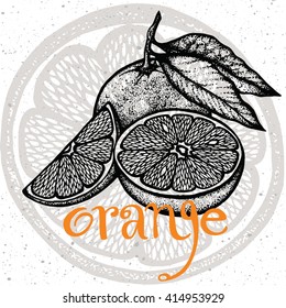 Hand drawn painting on white background. Vector illustration of fruit orange