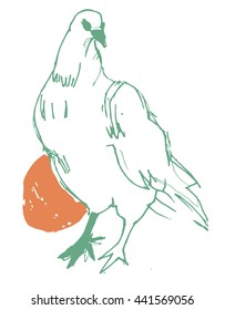 Hand drawn pair of dove isolated on white background. Pigeon vector sketch.