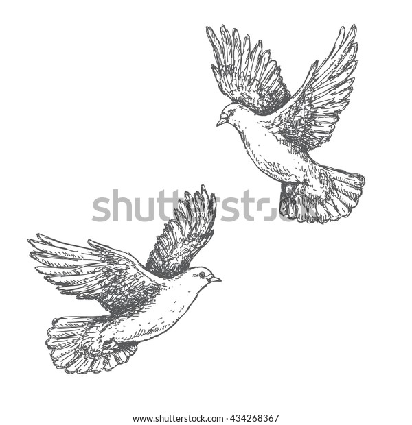 Hand drawn pair\
of flying doves isolated on white background. Black and white\
image. Two pigeons vector\
sketch.