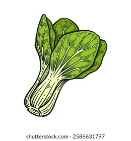 Hand drawn pak choi. Bok choy vintage vector illustration