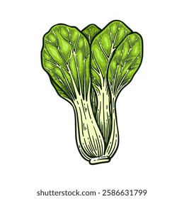 Hand drawn pak choi. Bok choy vintage vector illustration
