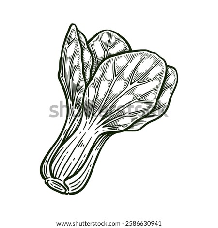 Hand drawn pak choi. Bok choy line art vector illustration