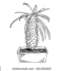 Hand drawn palm cactus. Vector illustration