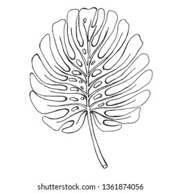 hand drawn palm leaf isolated at white background