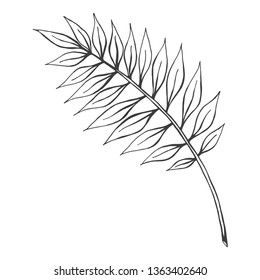hand drawn palm leaf isolated at white background
