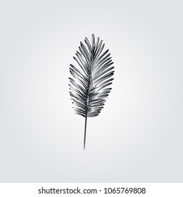 Hand Drawn Palm Leaf Sketch Symbol isolated on white background. Vector tropical elements art highly detailed In Sketch Style. Vintage vector illustration.