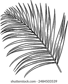 Hand drawn Palm Leaf Sketch Illustration