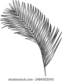 Dibujado a mano Palm Leaf Sketch Illustración