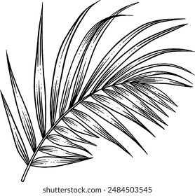 Hand drawn Palm Leaf Sketch Illustration