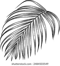 Hand drawn Palm Leaf Sketch Illustration