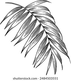 Hand drawn Palm Leaf Sketch Illustration