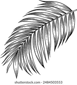 Hand drawn Palm Leaf Sketch Illustration