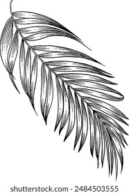 Hand drawn Palm Leaf Sketch Illustration