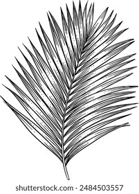 Dibujado a mano Palm Leaf Sketch Illustración