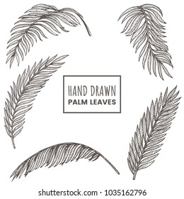 Hand drawn palm leaves set. Tropical palm branch sketch isolated on white background. Exotic jungle flora. Decorative element for your design. Vector illustration.