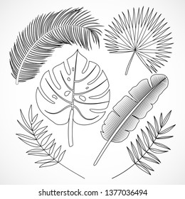 Hand drawn palm leaves silhouette set. Black tropical plants outline icons collection isolated on white background. Vector illustration
