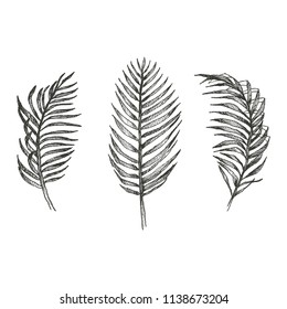 Hand drawn palm leaves of tropical plants. Black floral set isolated on white background. High detailed botanical illustration