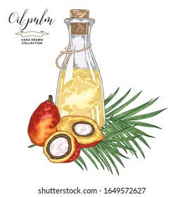 Hand drawn palm oil in glass bottle. Colorful palm leaves and fruits isolated on white background. Vector illustration. Engraving style.