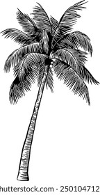 Dibujado a mano Palmera Árbol de coco Sketch Ilustración