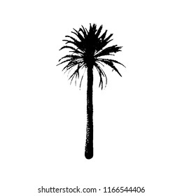 Hand drawn Palm Tree isolated on white background. Tropical Design element for t-shirt prints, textile. Vector illustration EPS 10 file