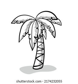 Hand Drawn Palm Tree Isolated on White background. Vintage Retro Outline Style Tropical Tree Illustration. Coconut or Banana Tree Design Element. Green Natural Plant of Tropical and Exotic Nature.