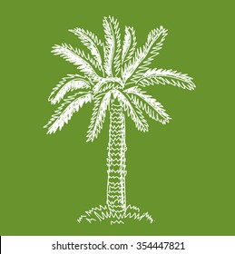 Hand drawn palm tree isolated on green.