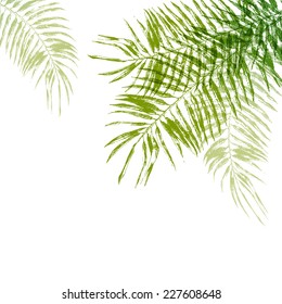 Hand drawn palm tree leaves background