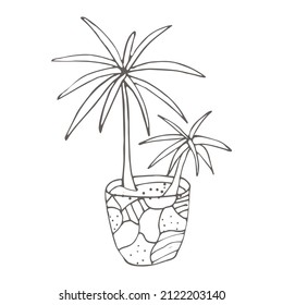 
Hand drawn  palm tree in a pot. Outline icon in doodle style. Vector liner illustration for print, web, mobile and infographics isolated on white background.  