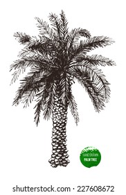 Handgezeichnete Palme im Retro-Stil