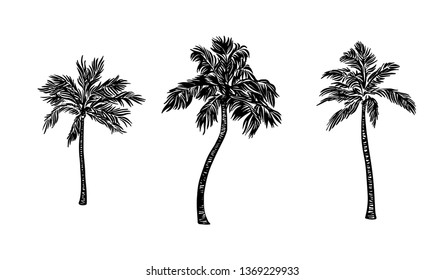 Hand Drawn Palm Tree Set. Vector Black Ink Drawing Isolated On White Background. Graphic Illustration.