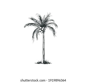 Hand Drawn Of Palm Tree Vector Illustrations