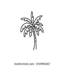 Hand Drawn Of Palm Tree Vector Illustrations