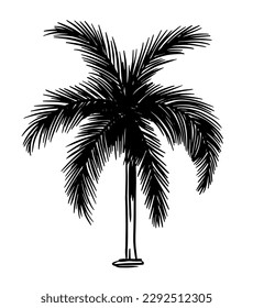 Hand drawn palm tree. Vector black ink drawing isolated on white background. Graphic illustration.