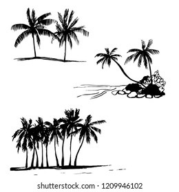 Hand drawn palm trees. Vector sketch  illustration.