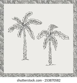 Hand drawn palm trees. Vector, editable image. Isolated objects. 