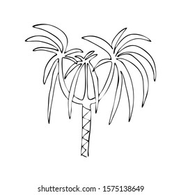 Hand drawn palm vector illustration.
