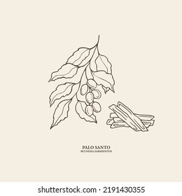 Hand drawn palo santo branch illustration