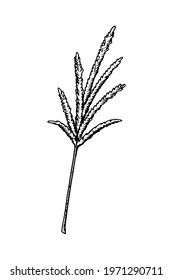 Hand drawn pampas grass isolated on white background. Vector illustration in sketch style