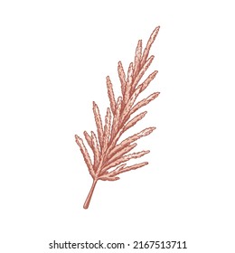 Hand drawn pampas grass isolated on white background. Vector illustration in sketch style