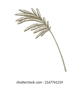 Hand drawn pampas grass isolated on white background. Vector illustration in sketch style