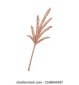 Pampas dibujadas a mano aisladas en fondo blanco. Ilustración vectorial en el estilo de esbozo