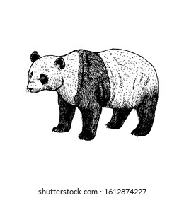 Hand drawn panda bear. Retro realistic animal isolated. Vintage style. Doodle line graphic design. Black and white drawing mammal. Vector sketch. Forest cute animal.