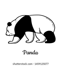 Hand drawn Panda isolated on a white. Forest animals drawings. Vector illustration.