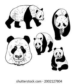 Hand drawn panda. Vector sketch  illustration.