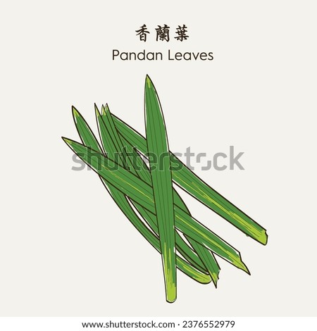 Hand drawn Pandan leaves 香兰叶. Hand drawn vector illustration in sketch style. EPS 10 商業照片 © 