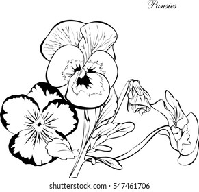 hand drawn Pansy