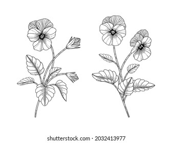 Hand drawn pansy floral illustration with line art on white backgrounds. 