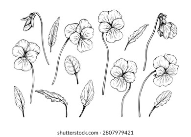 Hand drawn pansy flowers and leaves vector illustration. Botanical sketch of viola flowers isolated on white background. Engraving style floral design elements.