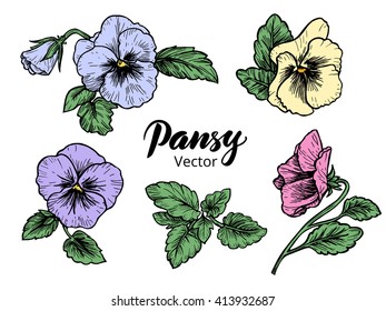 Hand drawn pansy flowers, vector illustration. Vintage style.