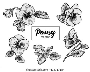 Hand drawn pansy flowers, vector illustration. Vintage style.